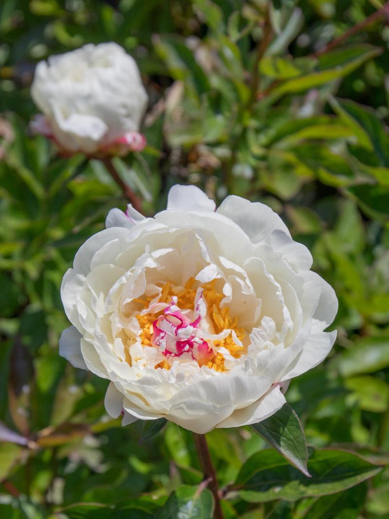 G678 Paeonia X Lactiflora Boule De Neige - View 3 from www redcrocus com