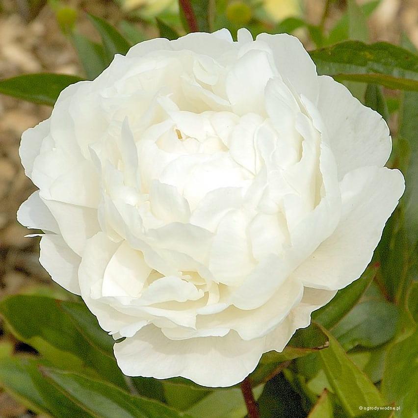 G678 Paeonia X Lactiflora Boule De Neige - View 4 from www redcrocus com