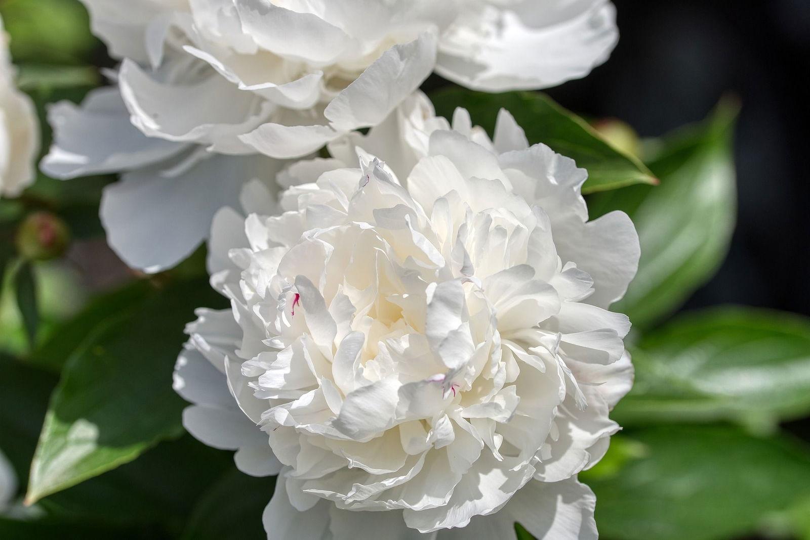 G678 Paeonia X Lactiflora Boule De Neige - View 5 from www redcrocus com