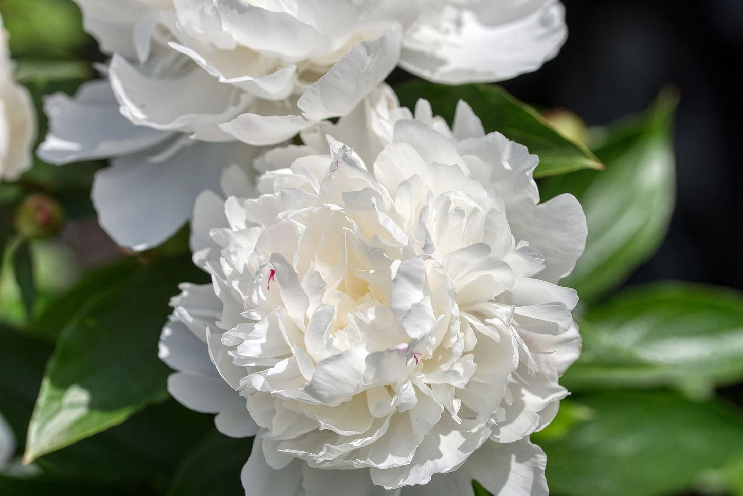 G678 Paeonia X Lactiflora Boule De Neige - View 7 from www redcrocus com