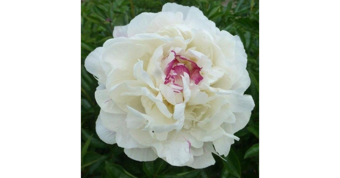 G678 Paeonia X Lactiflora Boule De Neige - View 8 from www redcrocus com