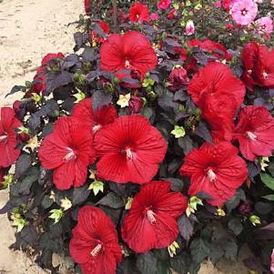 G680 Hibiscus Moscheutos Blackberry Merlot - View 10 from www redcrocus com