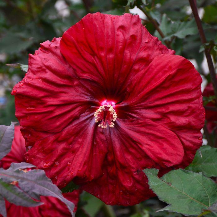 G680 Hibiscus Moscheutos Blackberry Merlot - View 11 from www redcrocus com