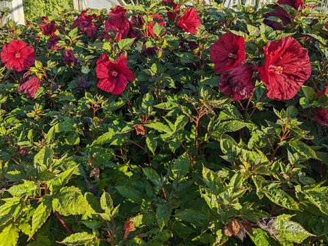 G680 Hibiscus Moscheutos Blackberry Merlot - View 12 from www redcrocus com