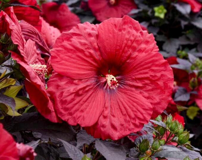 G680 Hibiscus Moscheutos Blackberry Merlot - View 13 from www redcrocus com