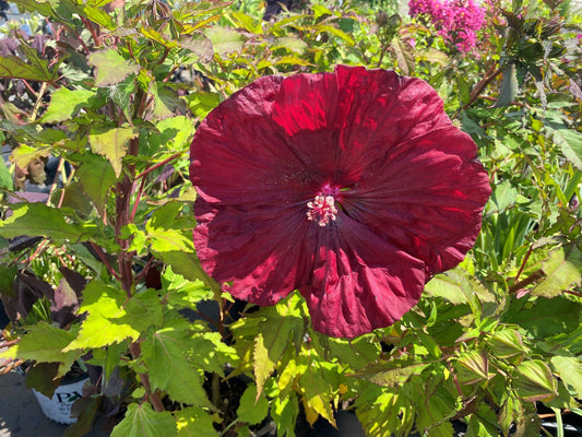 G680 Hibiscus Moscheutos Blackberry Merlot - View 1 from www redcrocus com