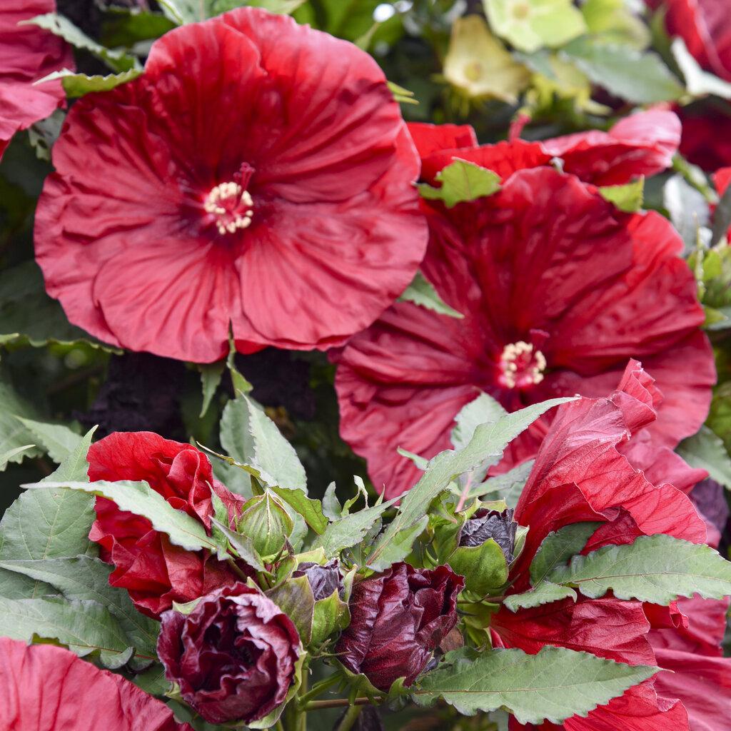 G680 Hibiscus Moscheutos Blackberry Merlot - View 4 from www redcrocus com