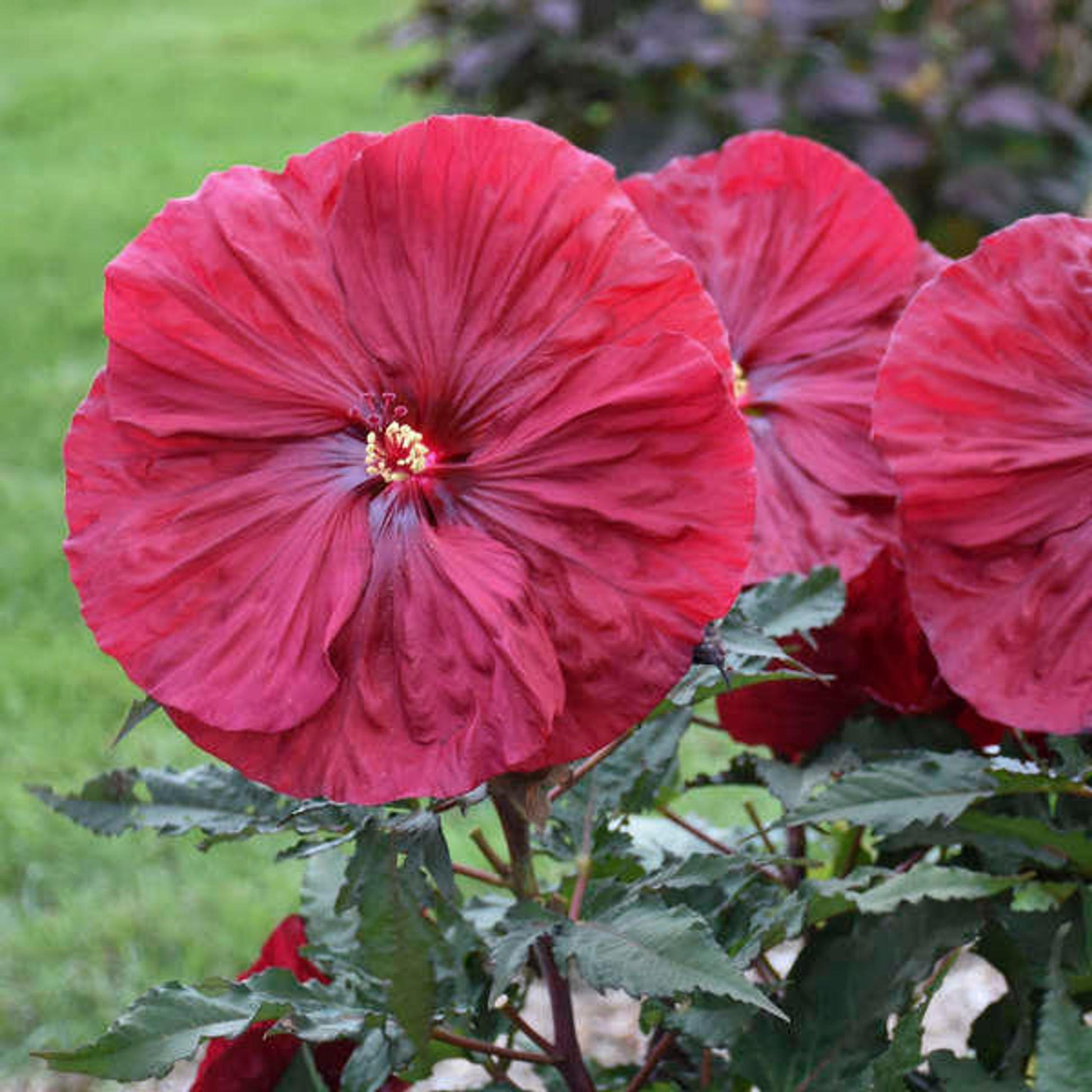 G680 Hibiscus Moscheutos Blackberry Merlot - View 5 from www redcrocus com