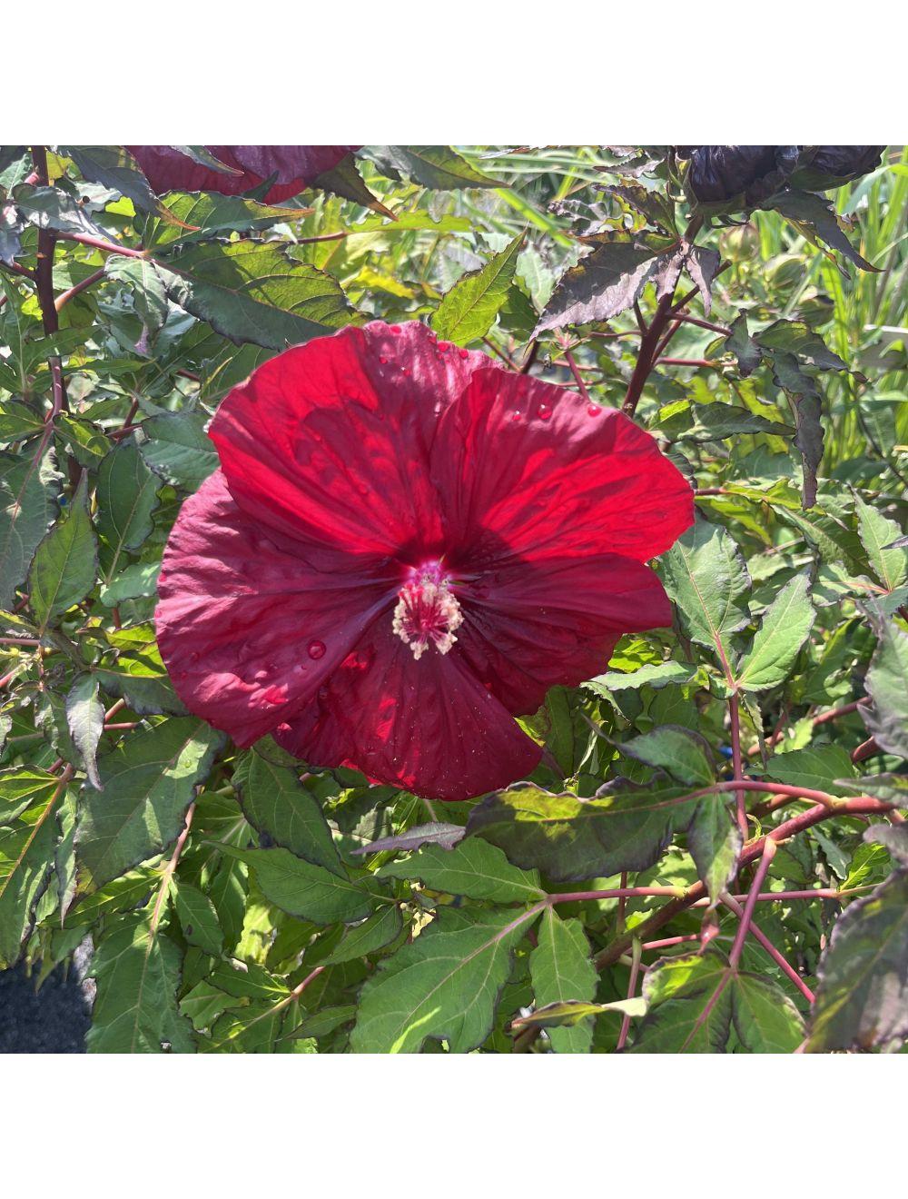 G680 Hibiscus Moscheutos Blackberry Merlot - View 7 from www redcrocus com