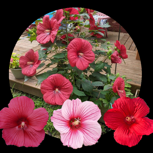 G700 Hibiscus Moscheutos Moonshadow Morello - View 10 from www redcrocus com