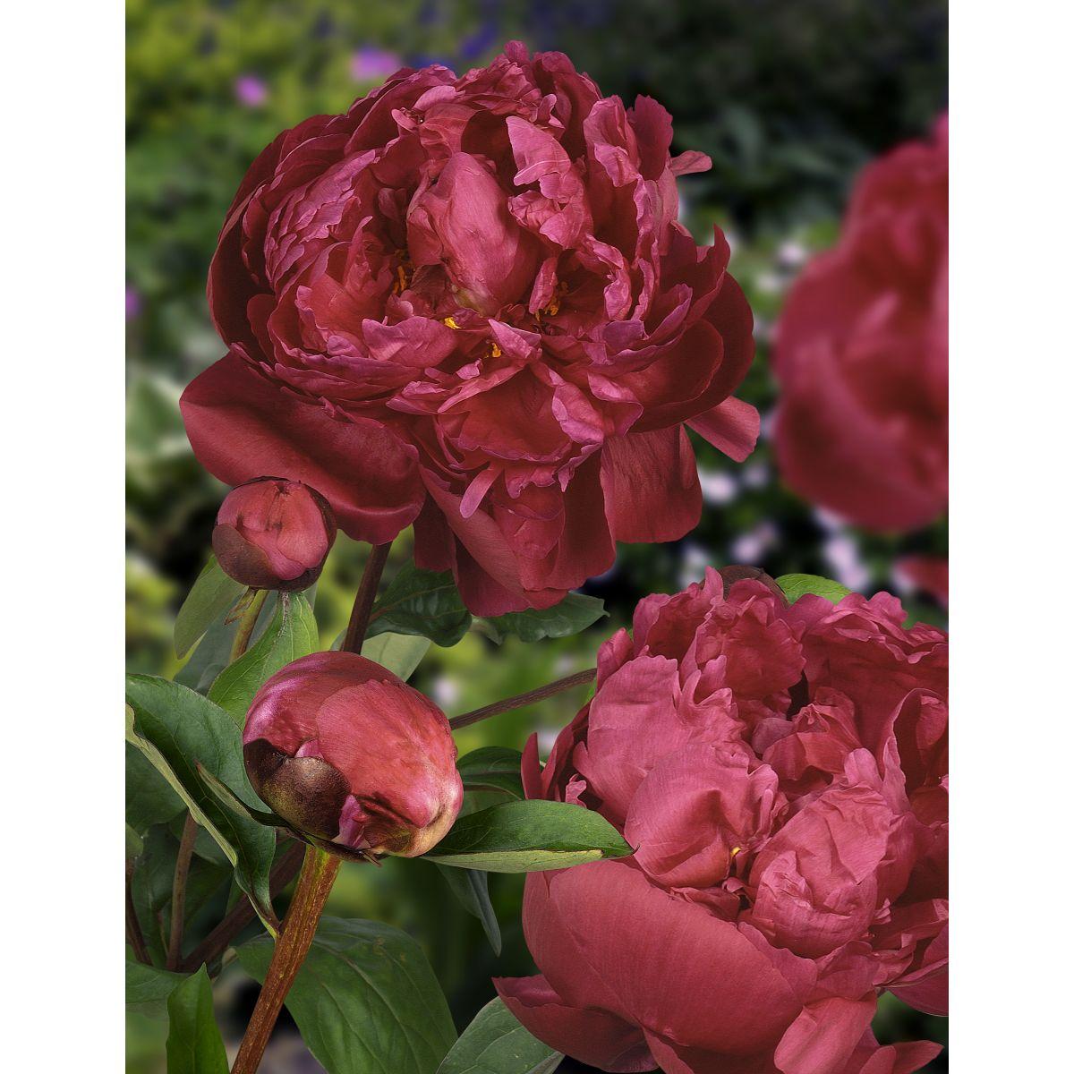 G705 Paeonia X Lactiflora Red Sarah Bernhardt - View 11 from www redcrocus com