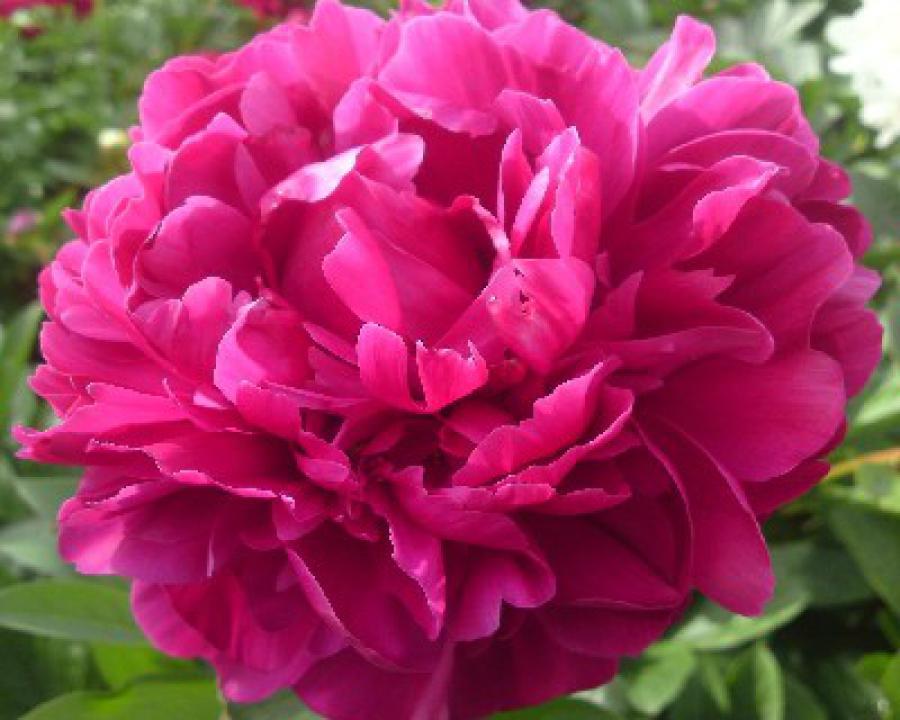 G705 Paeonia X Lactiflora Red Sarah Bernhardt - View 13 from www redcrocus com
