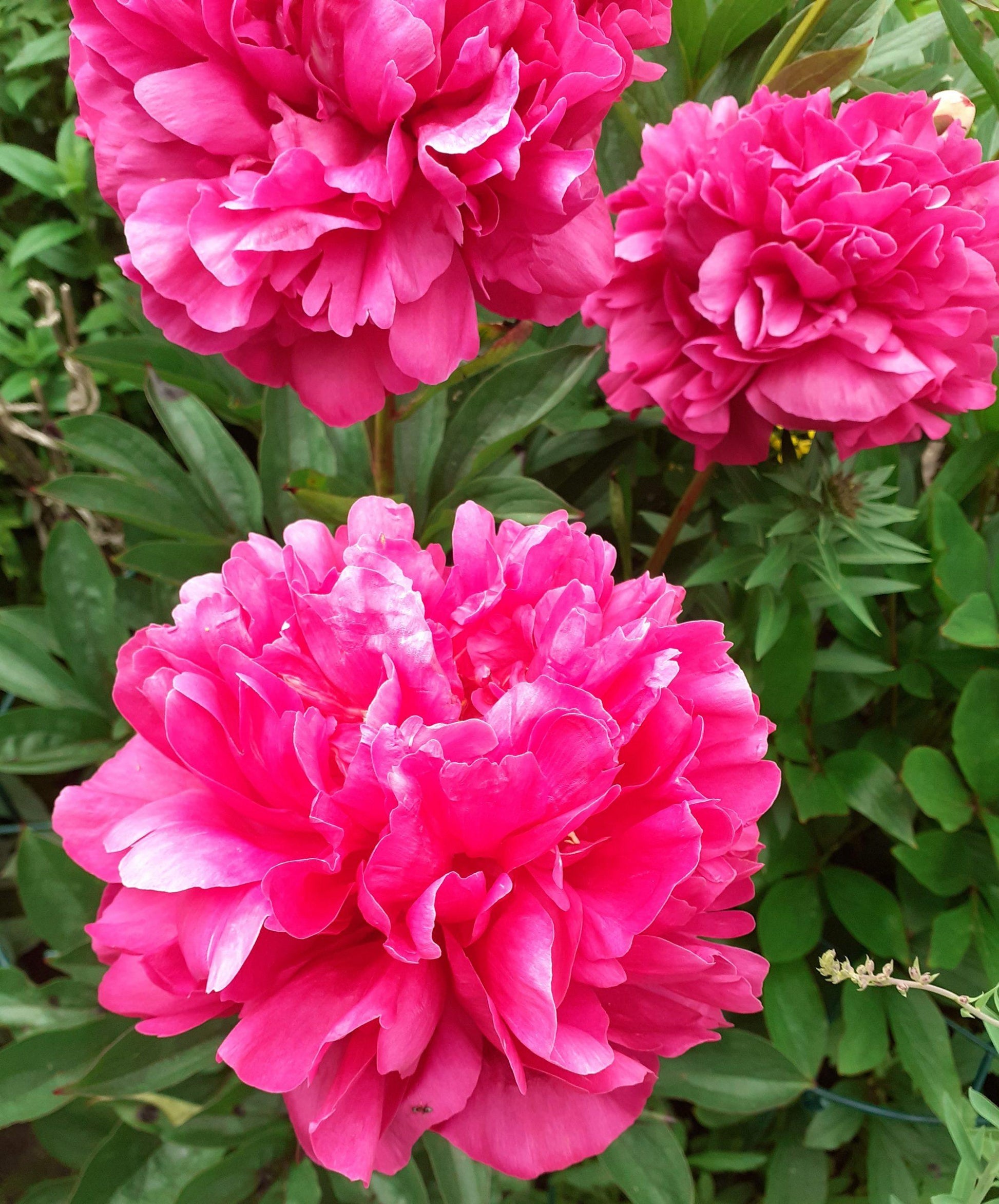 G705 Paeonia X Lactiflora Red Sarah Bernhardt - View 14 from www redcrocus com