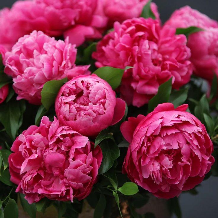 G705 Paeonia X Lactiflora Red Sarah Bernhardt - View 15 from www redcrocus com