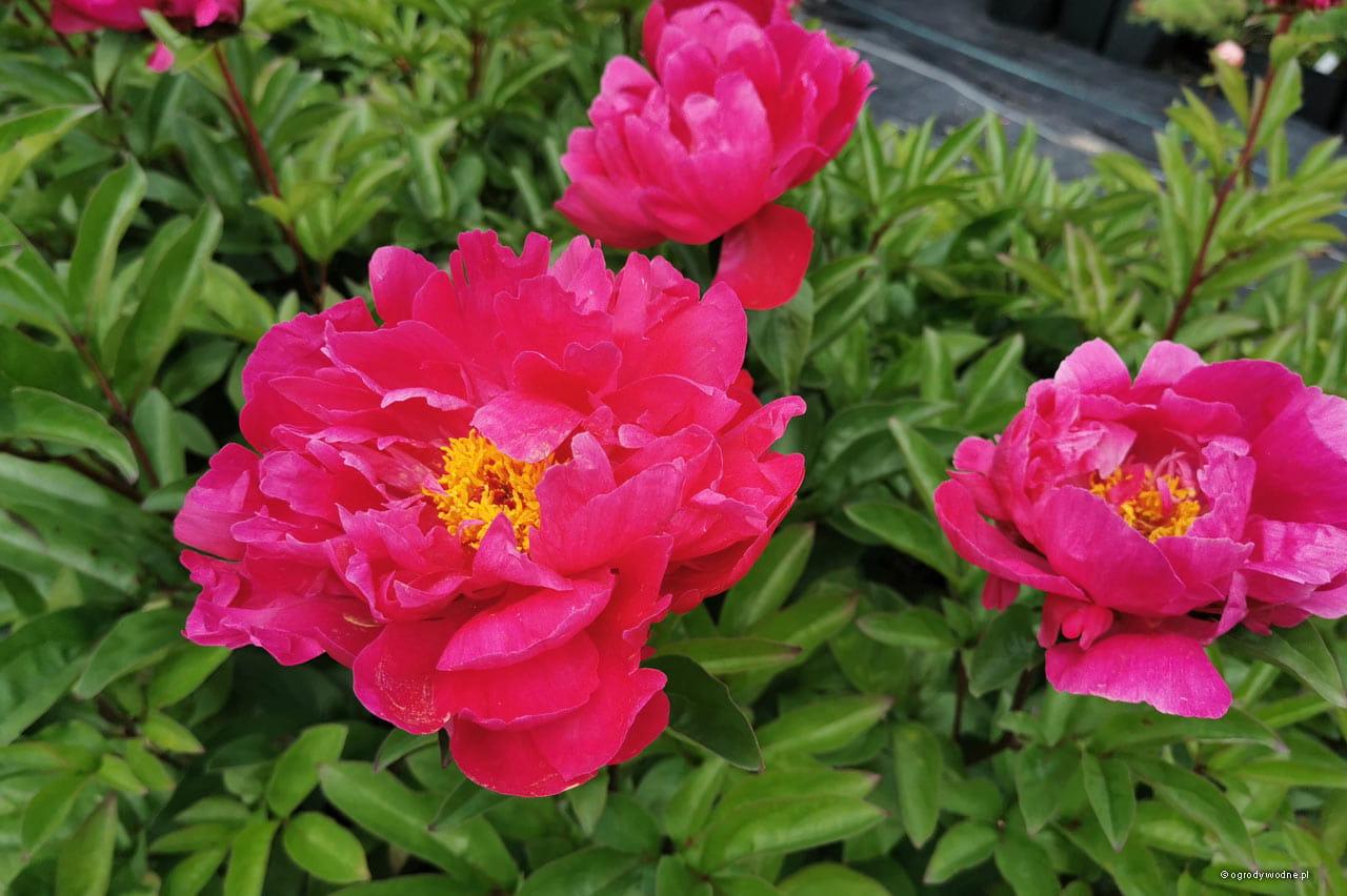 G705 Paeonia X Lactiflora Red Sarah Bernhardt - View 16 from www redcrocus com