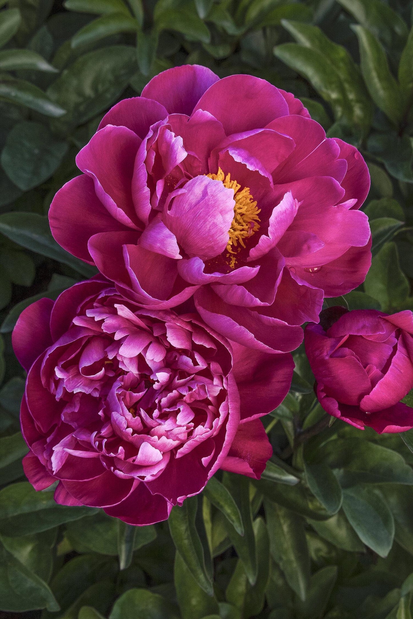 G705 Paeonia X Lactiflora Red Sarah Bernhardt - View 17 from www redcrocus com