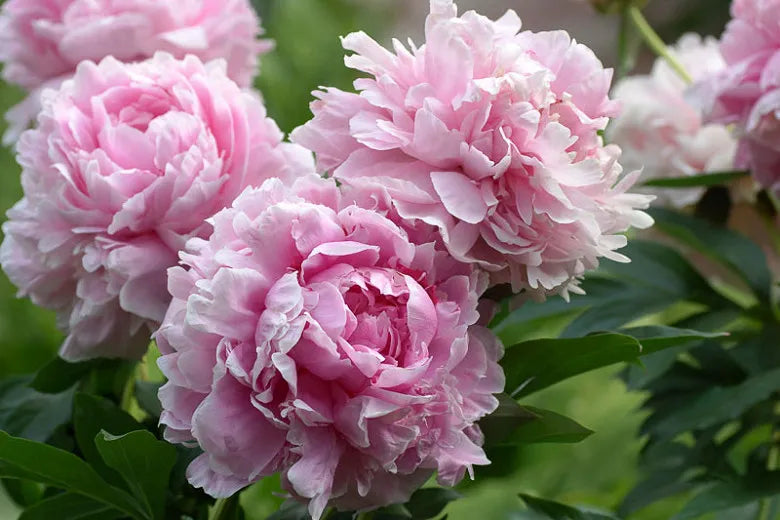 G705 Paeonia X Lactiflora Red Sarah Bernhardt - View 18 from www redcrocus com