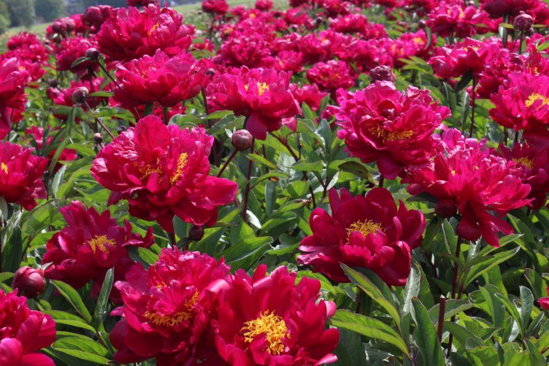 G705 Paeonia X Lactiflora Red Sarah Bernhardt - View 18 from www redcrocus com