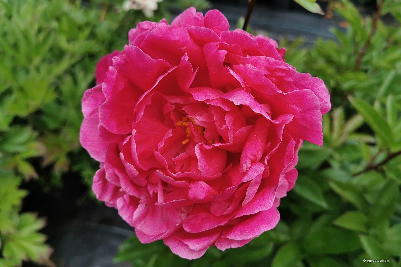G705 Paeonia X Lactiflora Red Sarah Bernhardt - View 19 from www redcrocus com