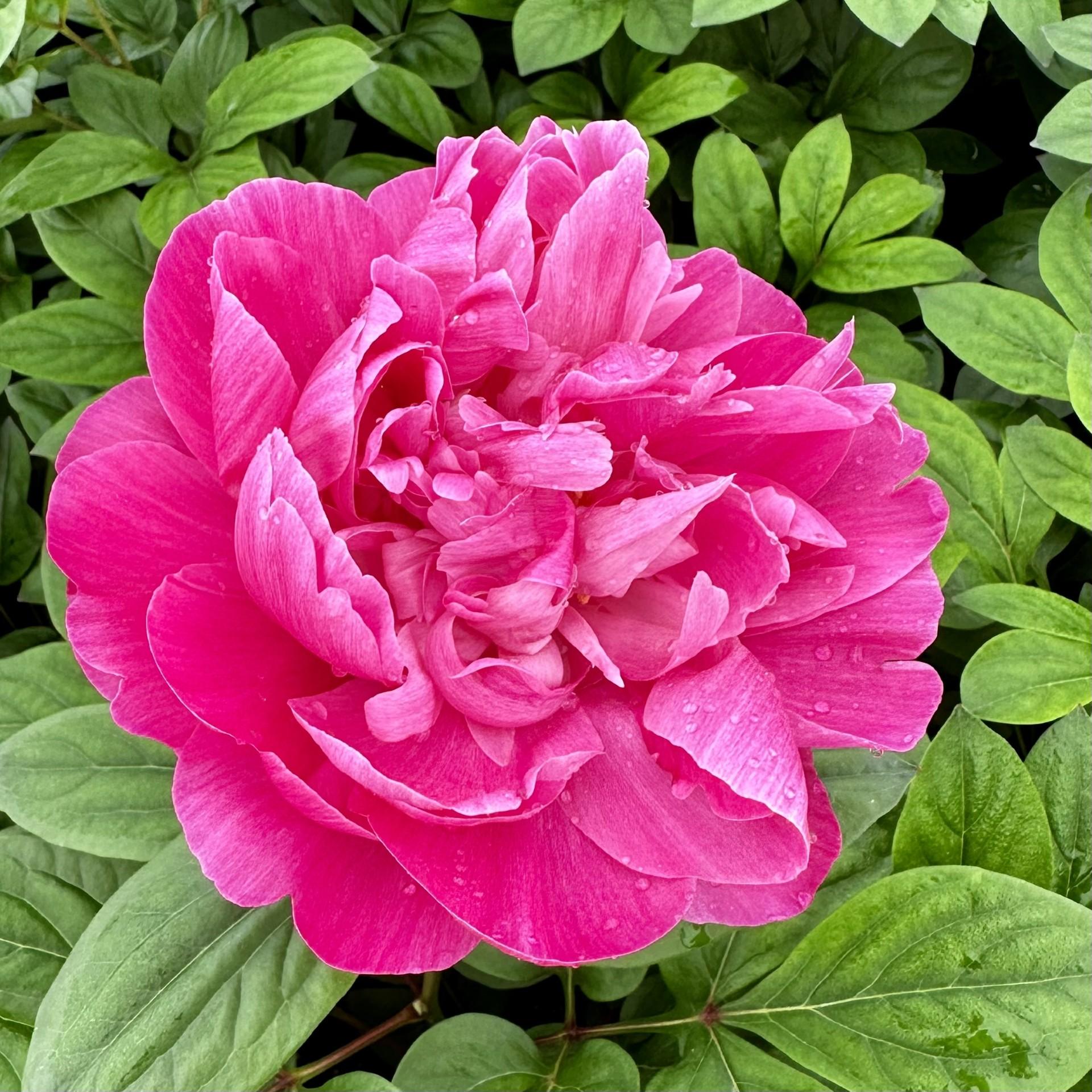 G705 Paeonia X Lactiflora Red Sarah Bernhardt - View 2 from www redcrocus com