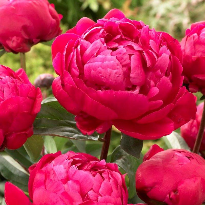 G705 Paeonia X Lactiflora Red Sarah Bernhardt - View 4 from www redcrocus com