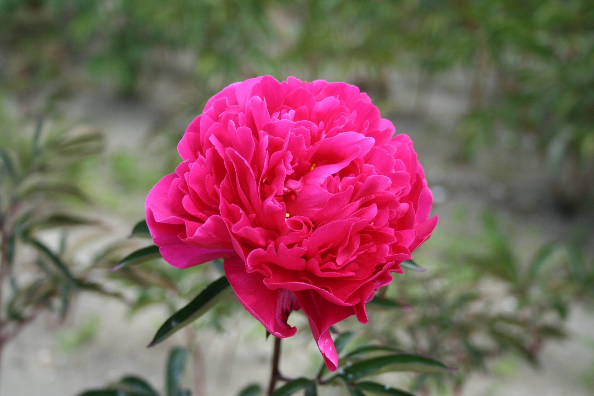 G705 Paeonia X Lactiflora Red Sarah Bernhardt - View 6 from www redcrocus com