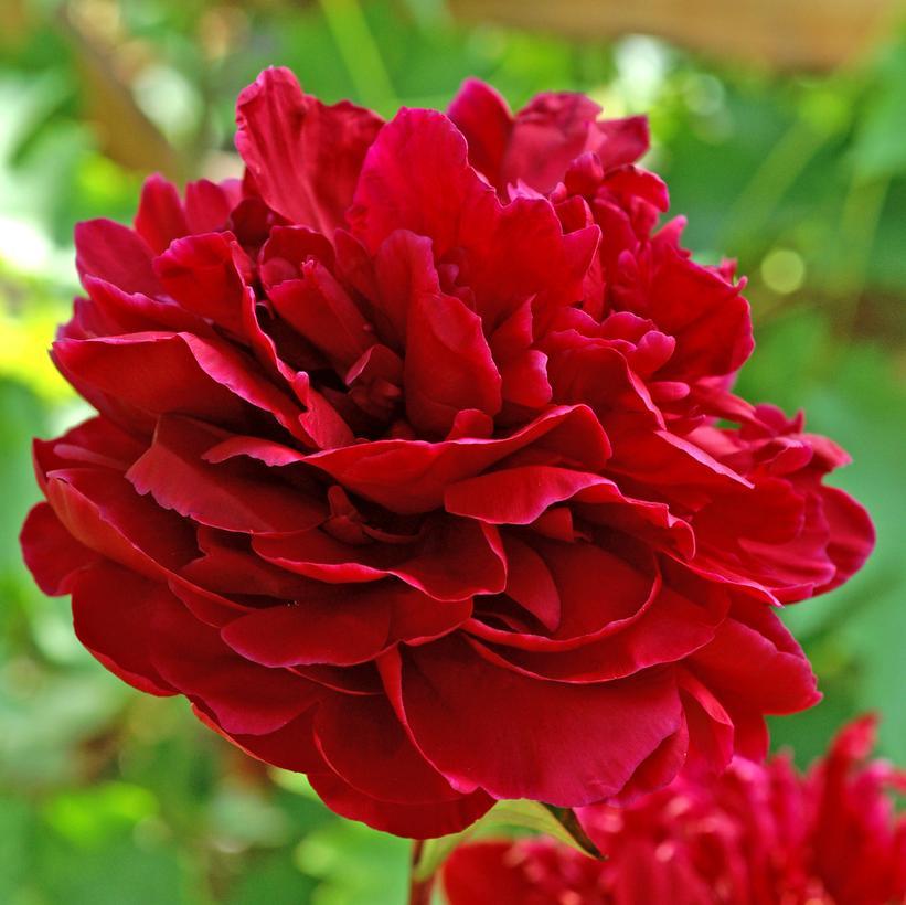 G705 Paeonia X Lactiflora Red Sarah Bernhardt - View 7 from www redcrocus com