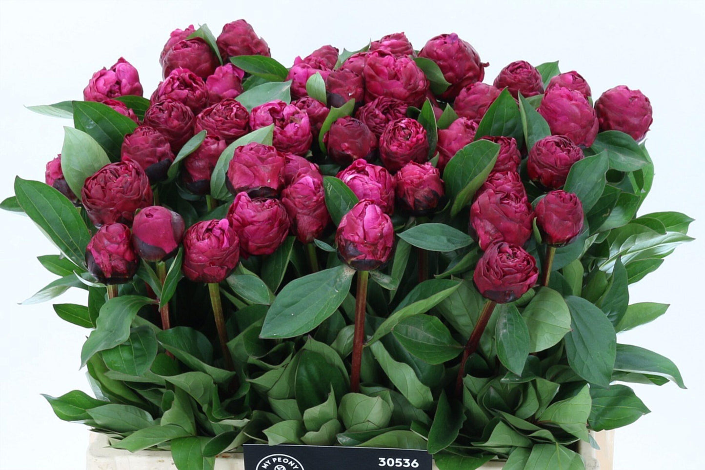 G705 Paeonia X Lactiflora Red Sarah Bernhardt - View 9 from www redcrocus com