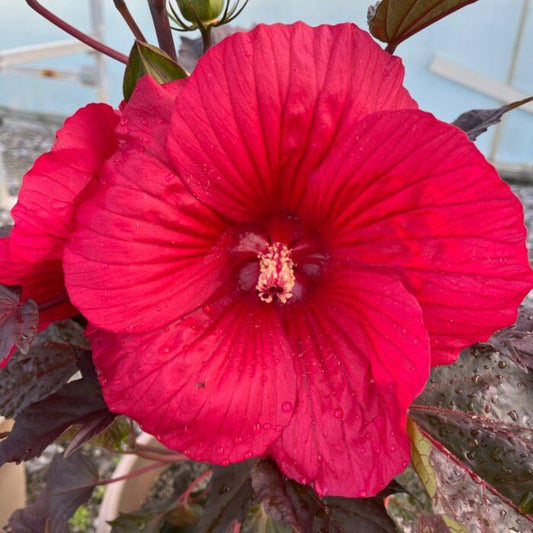 G706 Hibiscus Moscheutos Moonshadow Rosita - View 10 from www redcrocus com