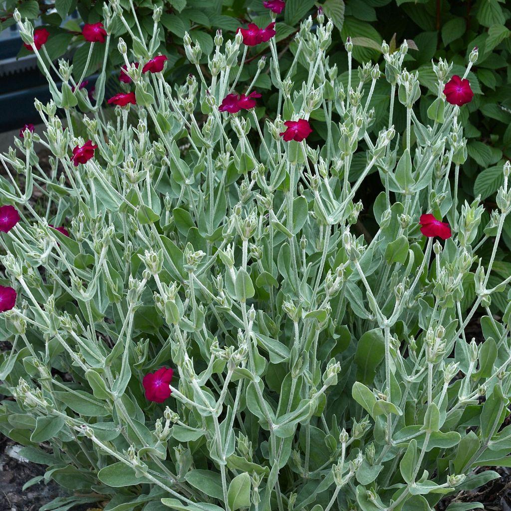 G721 Lychnis Coronaria - View 15 from www redcrocus com