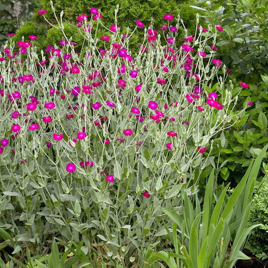 G721 Lychnis Coronaria - View 1 from www redcrocus com
