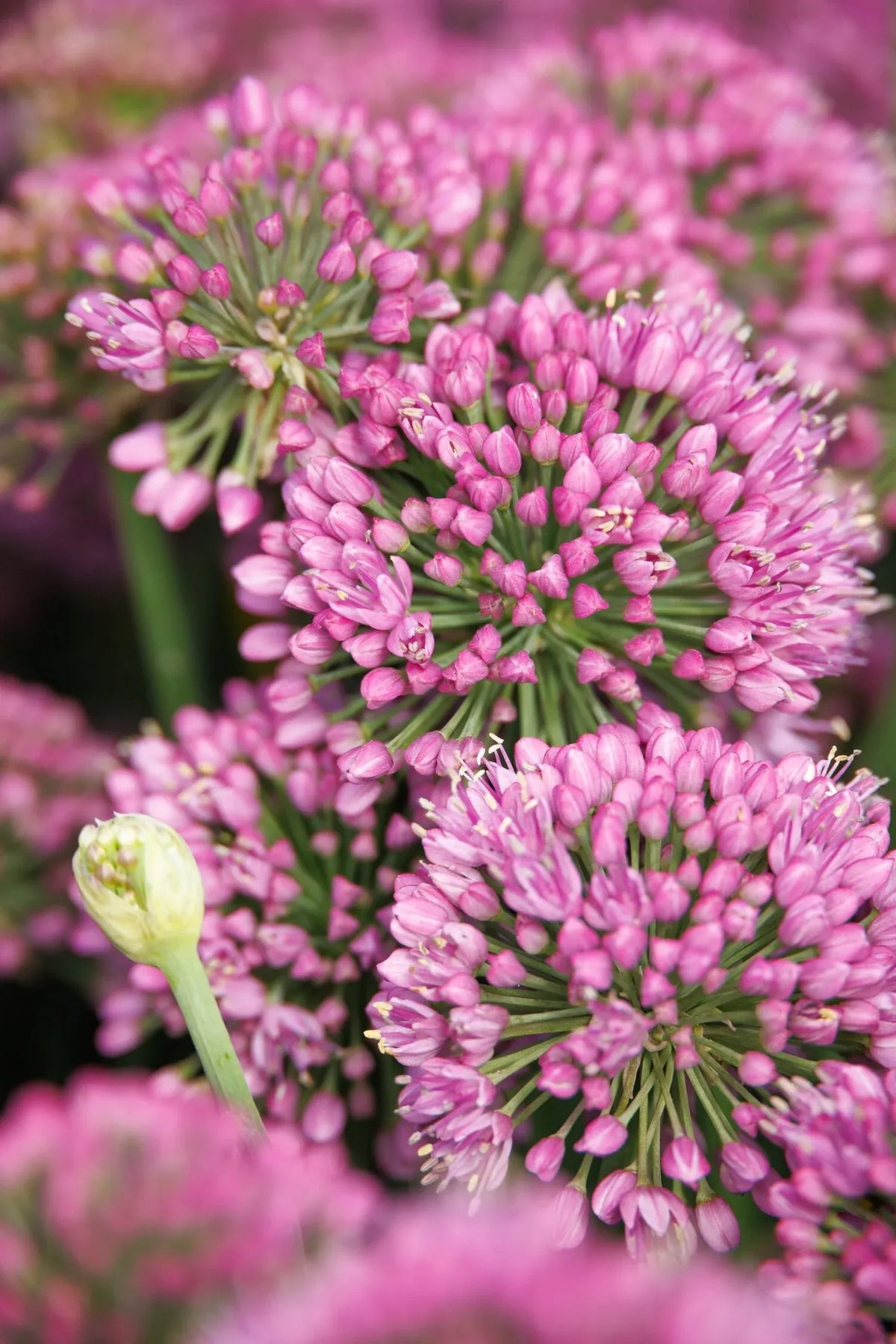 G726 Allium 'cobalt Millenium' - View 10 from www redcrocus com