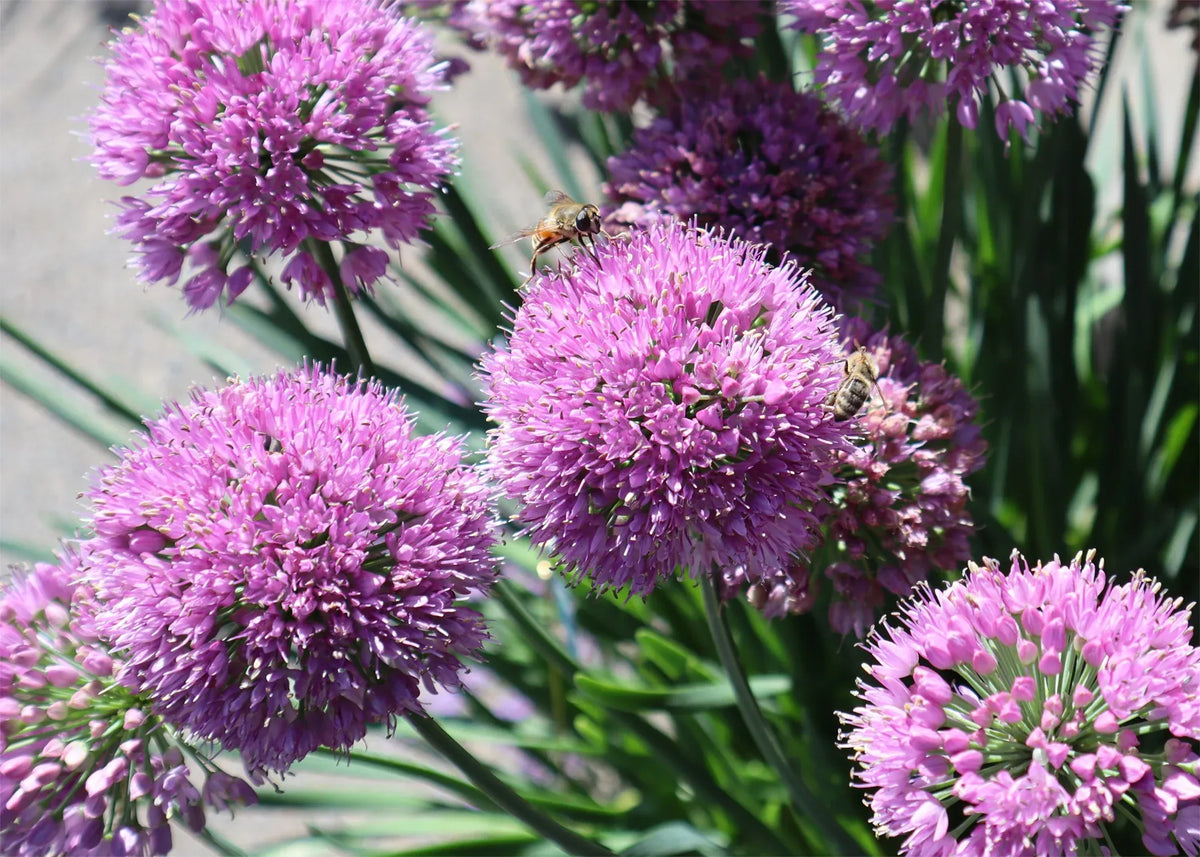 G726 Allium 'cobalt Millenium' - View 11 from www redcrocus com