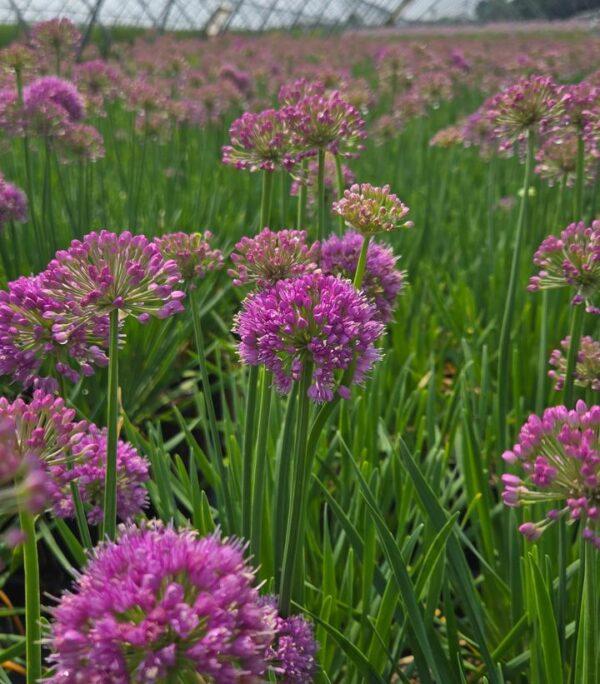 G726 Allium 'cobalt Millenium' - View 12 from www redcrocus com