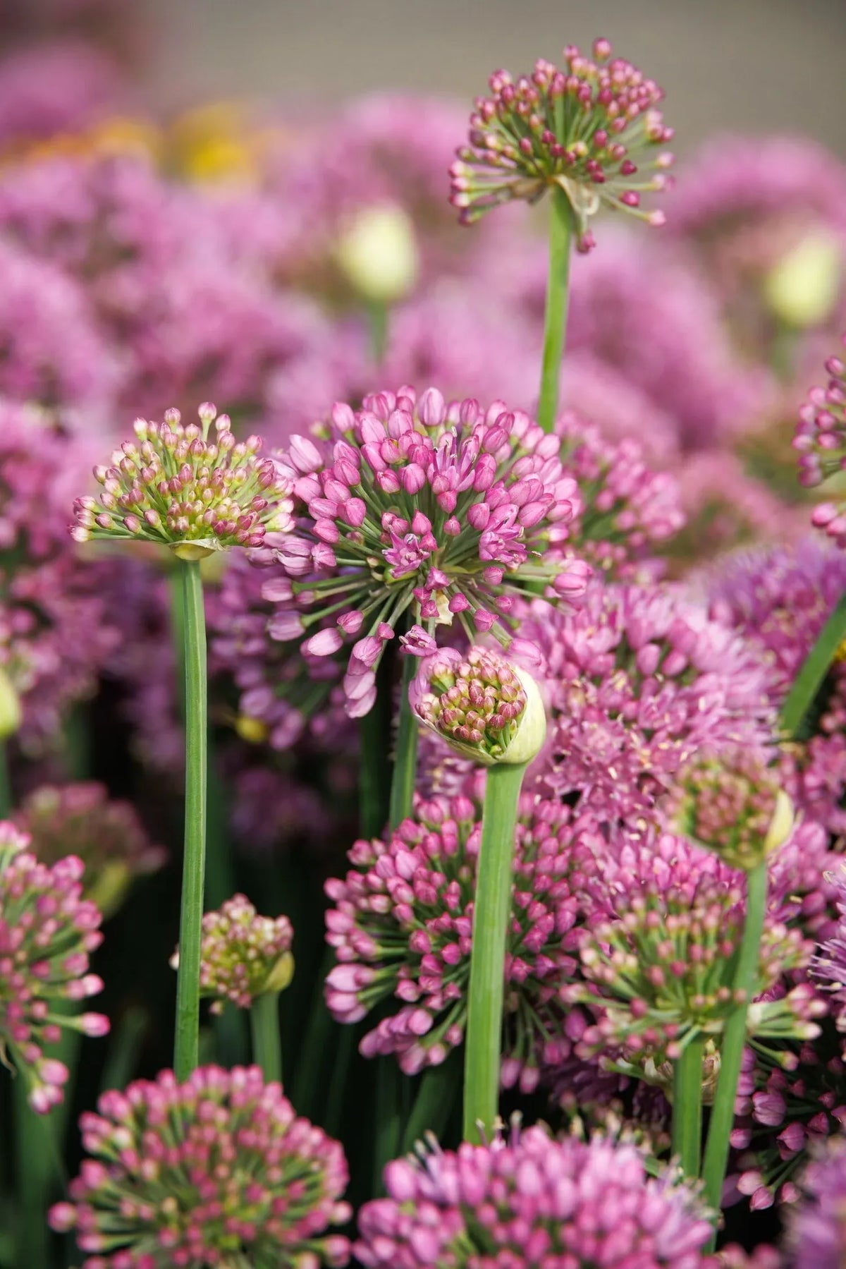 G726 Allium 'cobalt Millenium' - View 13 from www redcrocus com