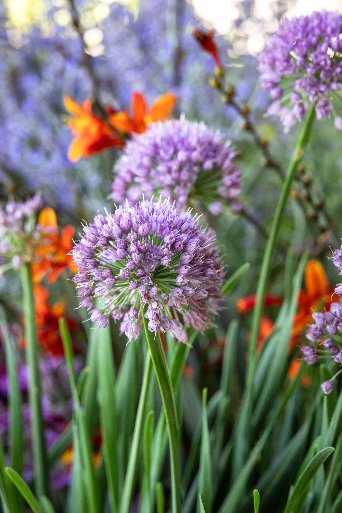 G726 Allium 'cobalt Millenium' - View 14 from www redcrocus com