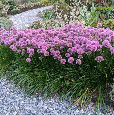 G726 Allium 'cobalt Millenium' - View 19 from www redcrocus com
