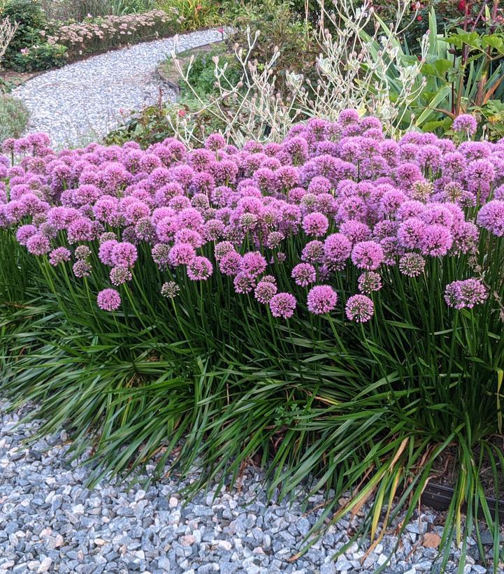 G726 Allium 'cobalt Millenium' - View 20 from www redcrocus com