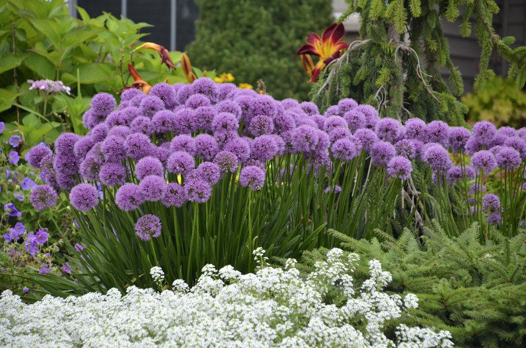 G726 Allium 'cobalt Millenium' - View 22 from www redcrocus com