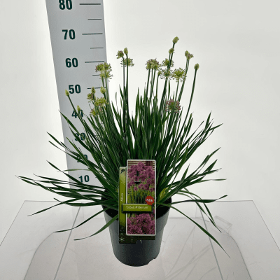 G726 Allium 'cobalt Millenium' - View 23 from www redcrocus com