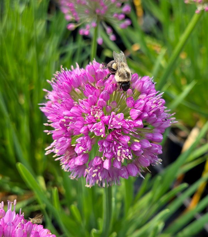 G726 Allium 'cobalt Millenium' - View 3 from www redcrocus com