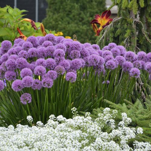 G726 Allium 'cobalt Millenium' - View 4 from www redcrocus com