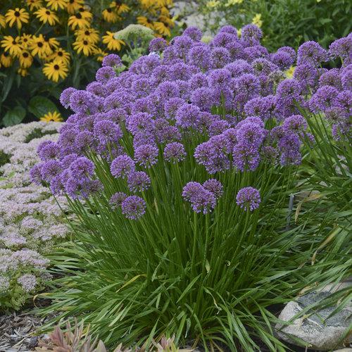 G726 Allium 'cobalt Millenium' - View 5 from www redcrocus com