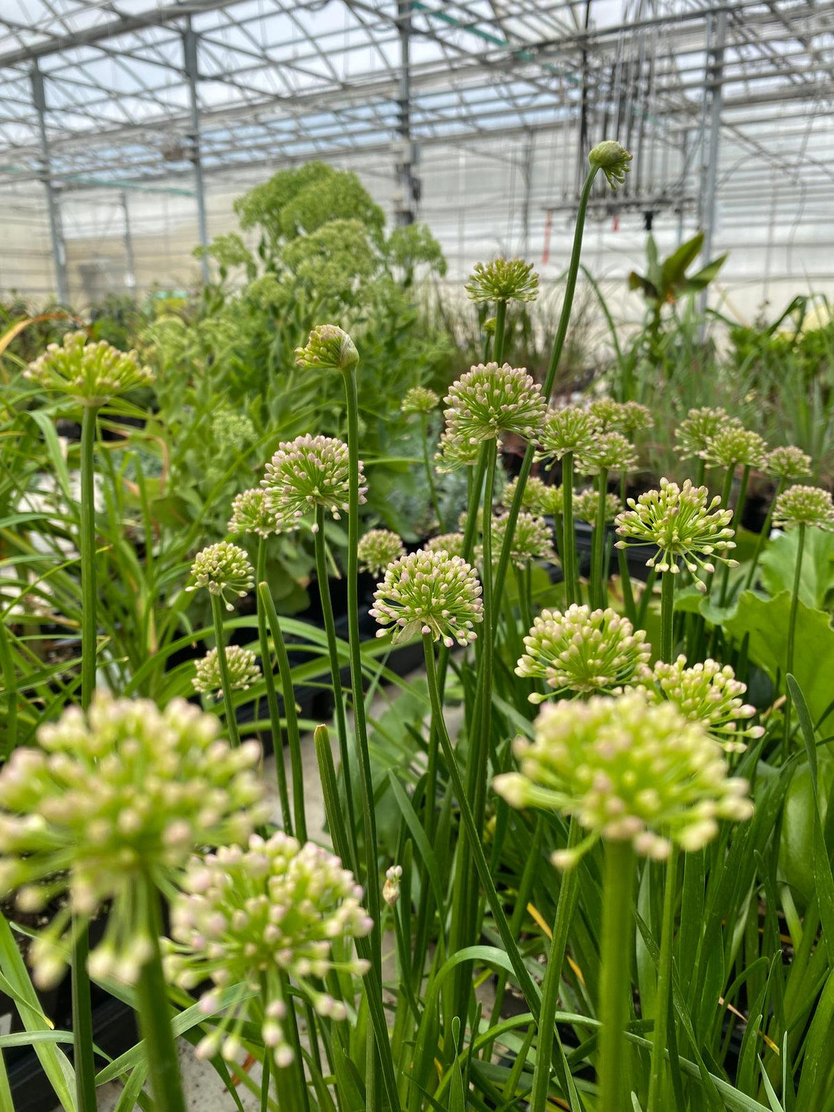 G726 Allium 'cobalt Millenium' - View 8 from www redcrocus com