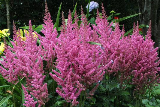 G731 Astilbe Chinensis 'visions' - View 9 from www redcrocus com