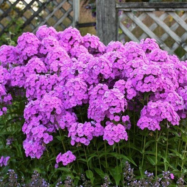 G732 Phlox Paniculata 'fashionably Early Flamingo' - View 13 from www redcrocus com