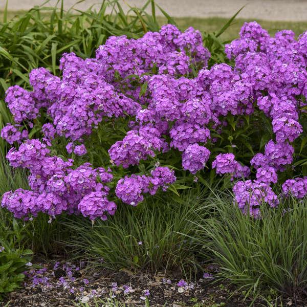 G732 Phlox Paniculata 'fashionably Early Flamingo' - View 14 from www redcrocus com