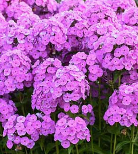 G732 Phlox Paniculata 'fashionably Early Flamingo' - View 15 from www redcrocus com