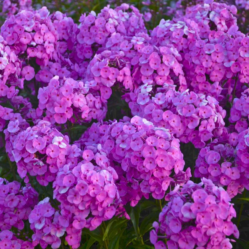 G732 Phlox Paniculata 'fashionably Early Flamingo' - View 16 from www redcrocus com