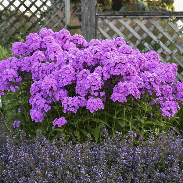 G732 Phlox Paniculata 'fashionably Early Flamingo' - View 1 from www redcrocus com